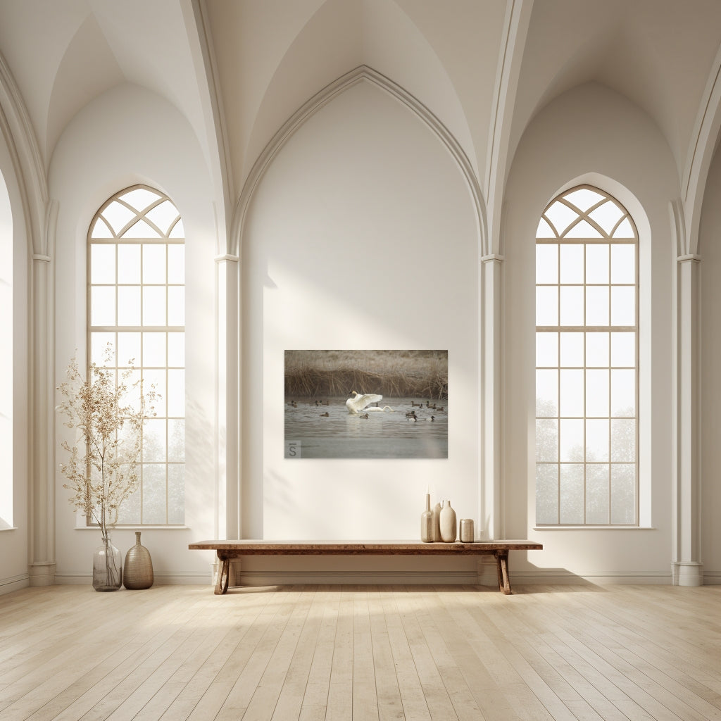 Fine Art Photography by David Stoecklein. A swan amongst ducks.