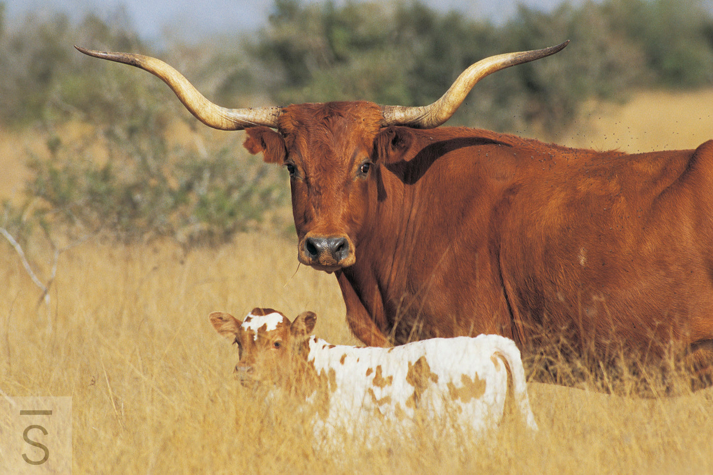 Mother and Child - Signed, Limited Edition, Western Fine Art Photography