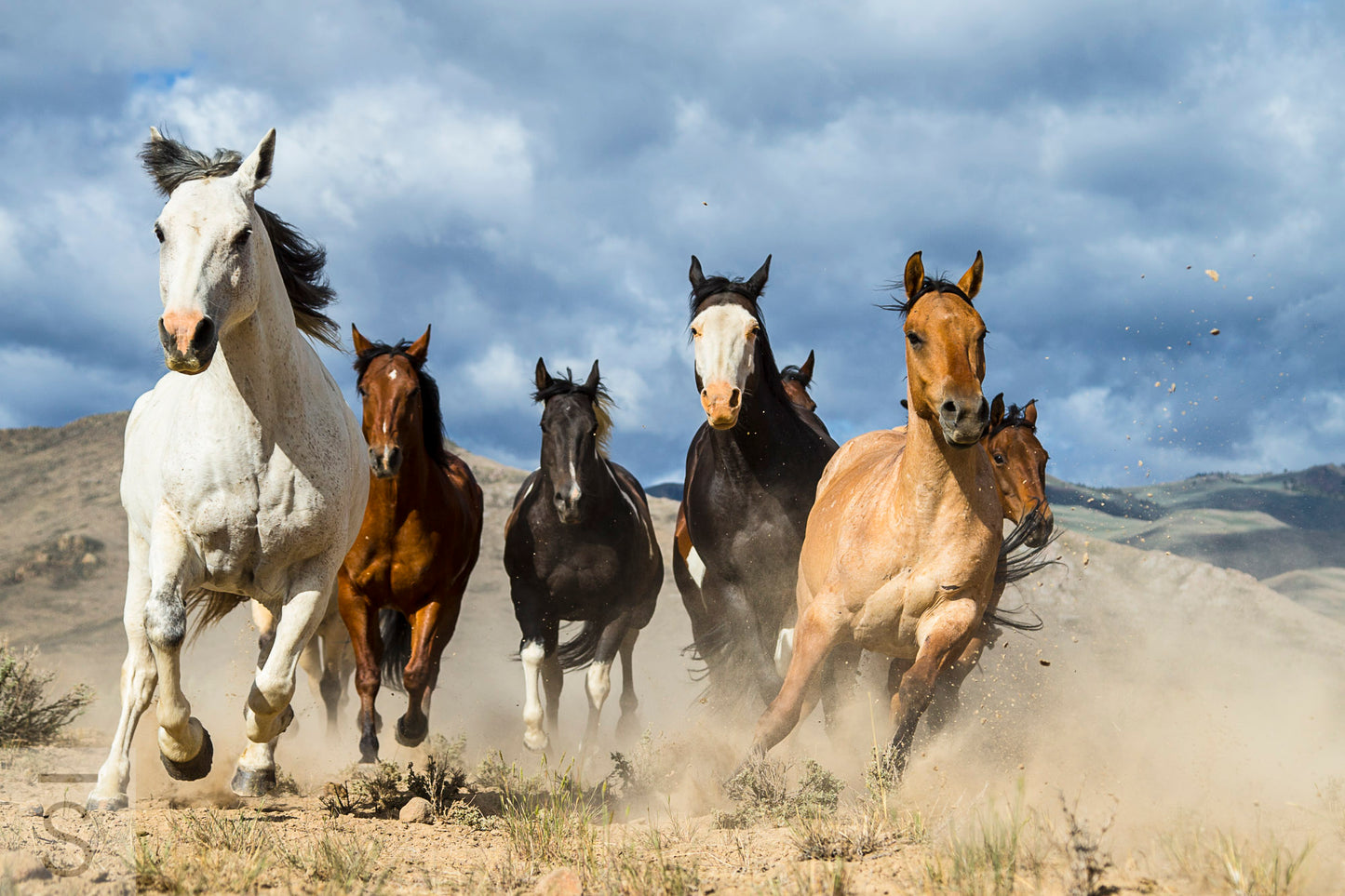 Stampede! - Signed, Limited Edition, Western Fine Art Photography