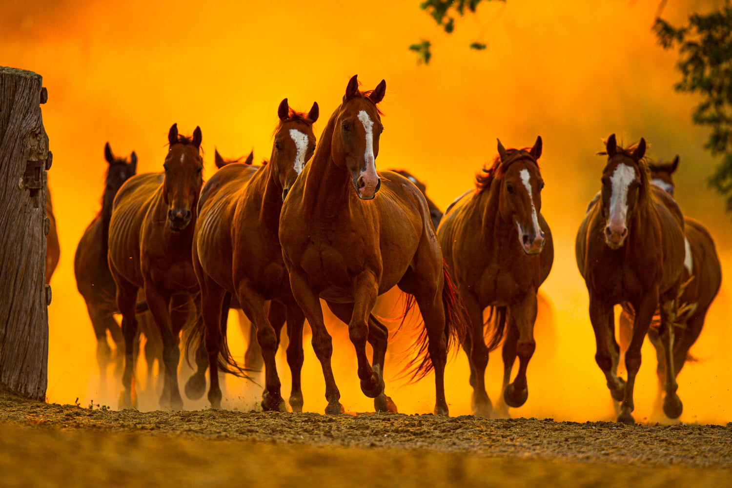 Western Prints - Western Fine Art Photography