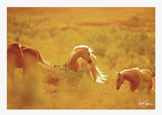 Western notecards featuring the western fine art photography of David Stoecklein.