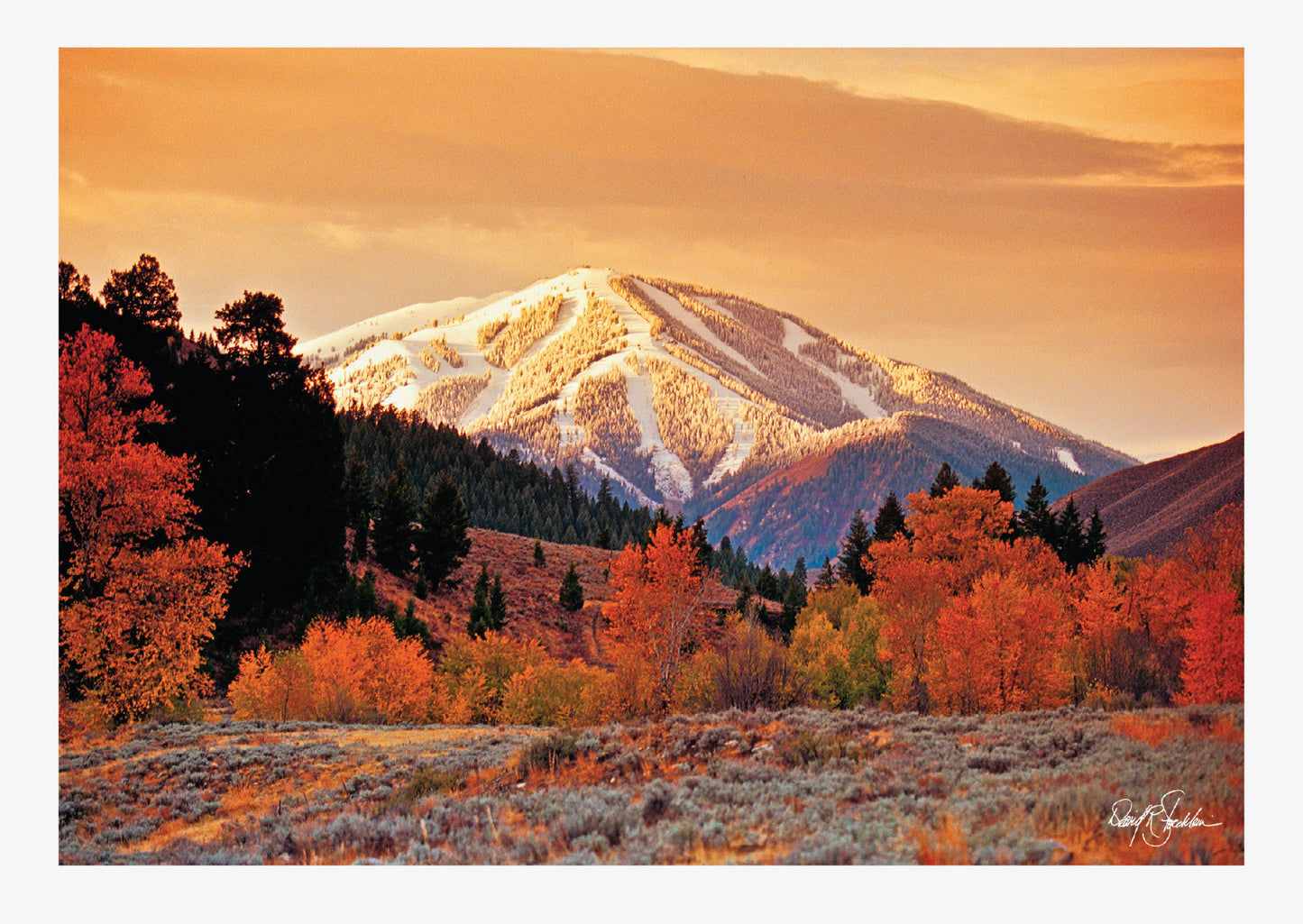 Morning Glory - Western Note Cards