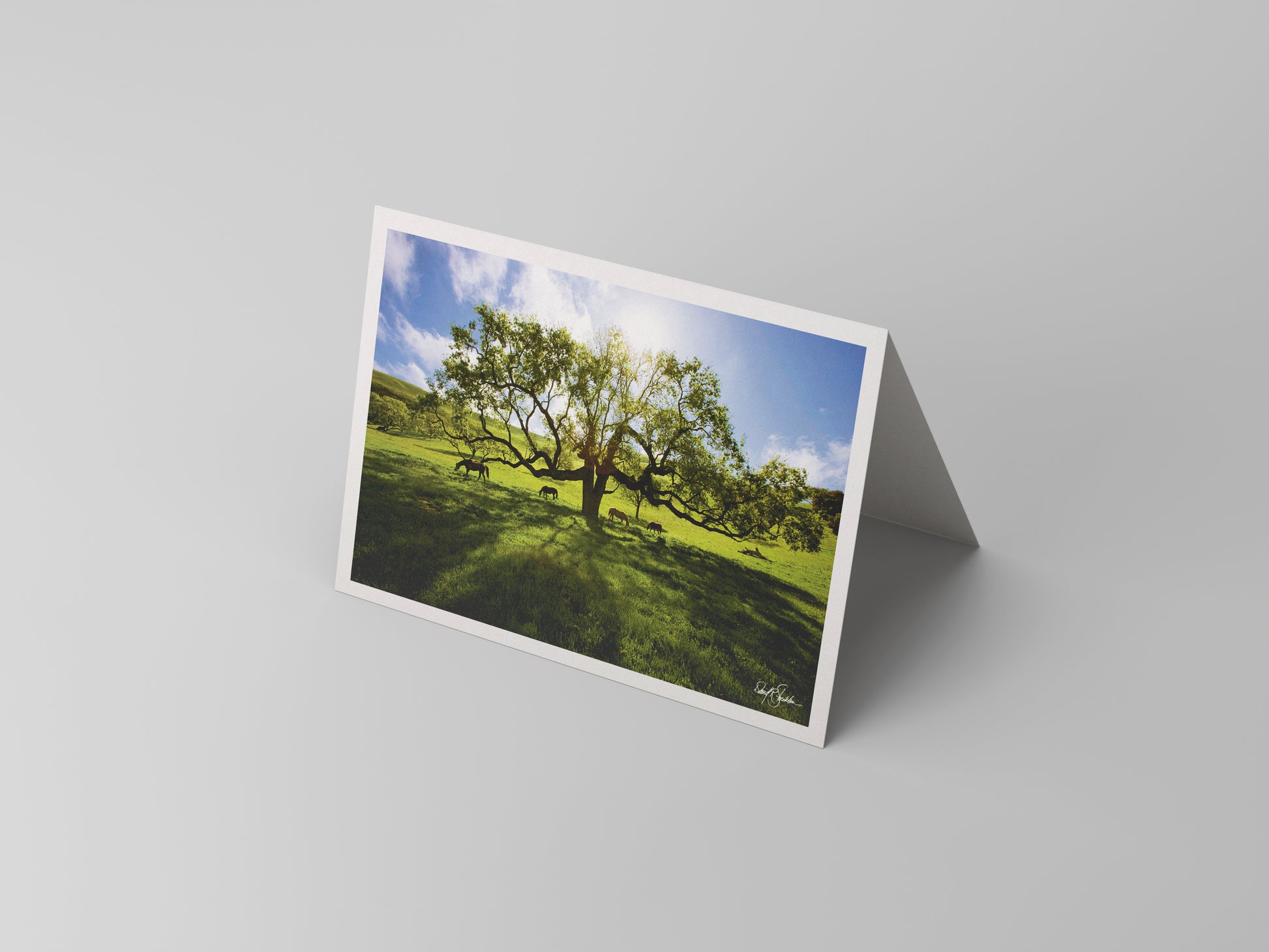 David Stoecklein captures the beauty of nature with the Under the Double Oak note card set. Western-themed fine art photography.