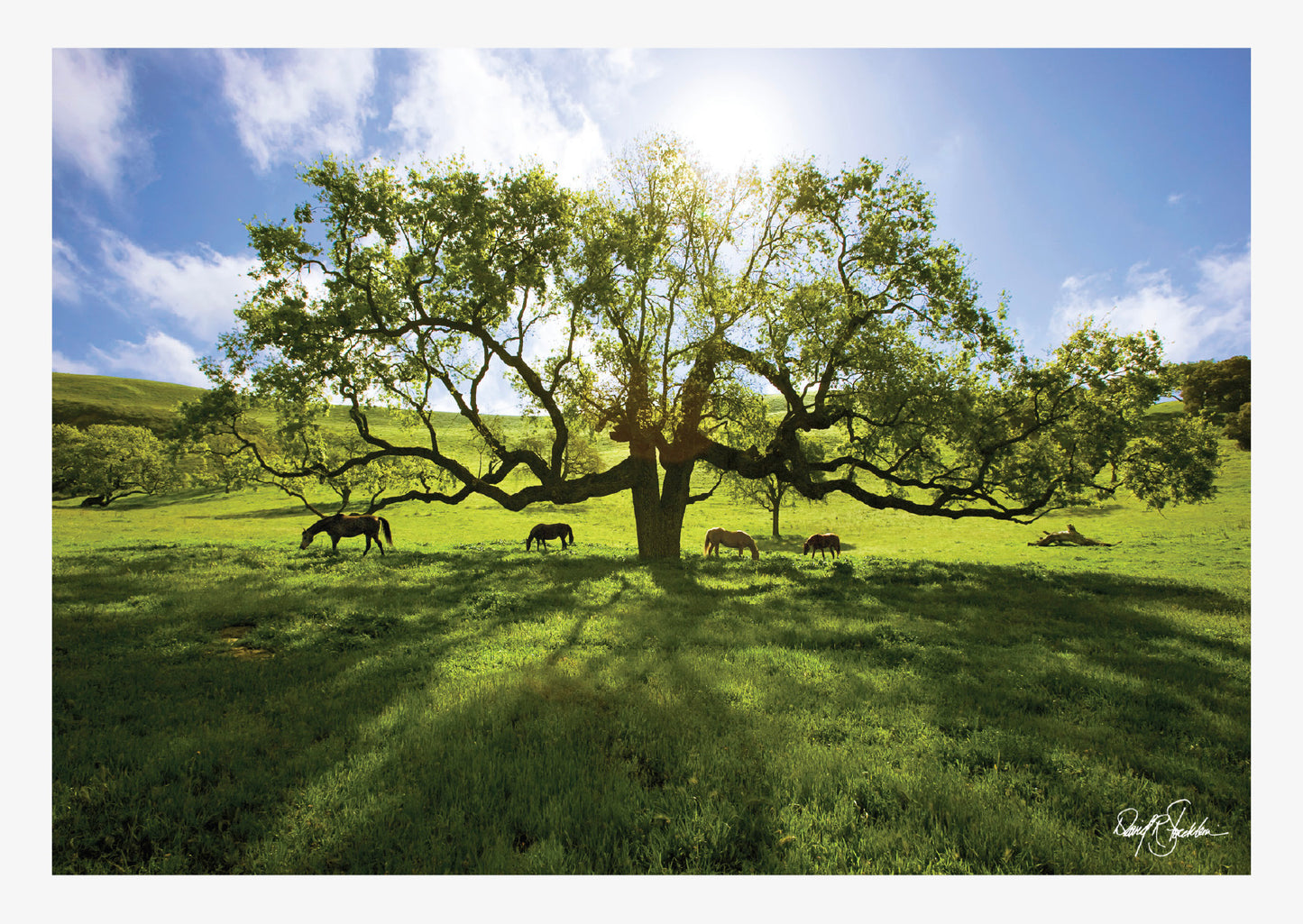 David Stoecklein captures the beauty of nature with the Under the Double Oak note card set. Western-themed fine art photography.