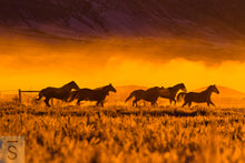 Cargar imagen en el visor de la galería, Horses run in a winter scene at a ranch in Idaho. Western fine art photography by David Stoecklein
