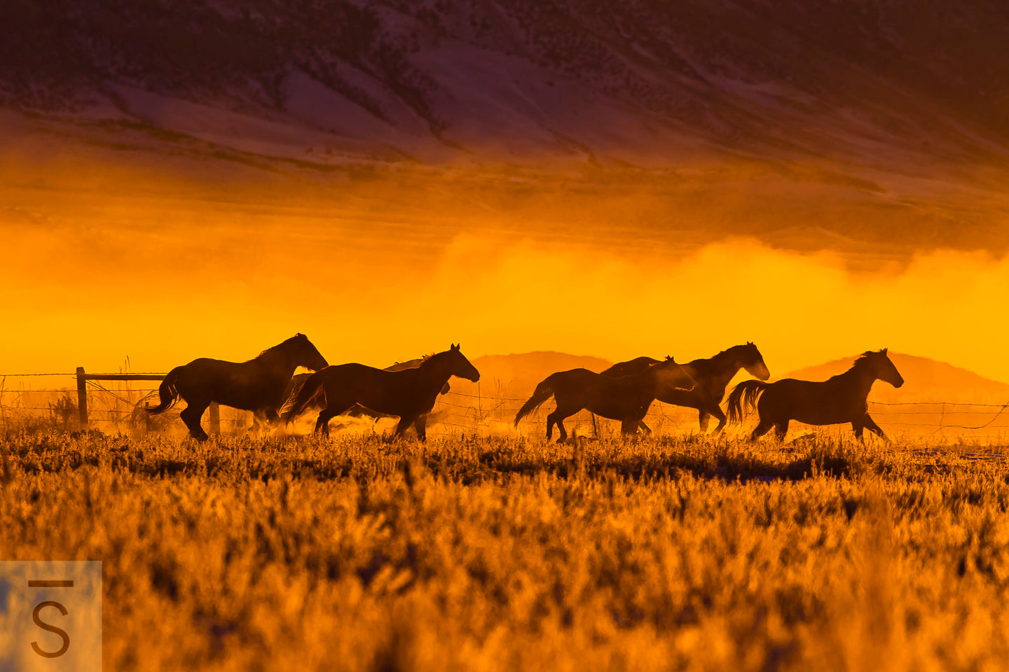 Horses run in a winter scene at a ranch in Idaho. Western fine art photography by David Stoecklein