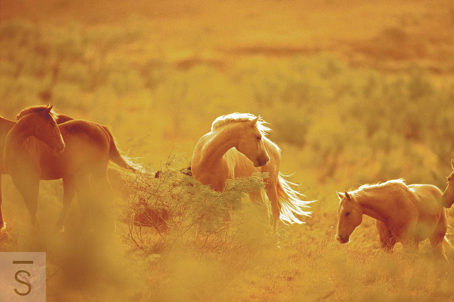 Beautiful, wild horses. Western fine art photography by David Stoecklein.