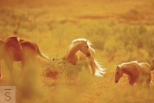 Load image into Gallery viewer, Beautiful, wild horses. Western fine art photography by David Stoecklein.
