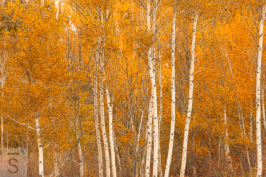 Quaking Idaho Aspens in the fall. Fine art photography by David Stoecklein. 