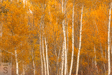Load image into Gallery viewer, Quaking Idaho Aspens in the fall. Fine art photography by David Stoecklein. 

