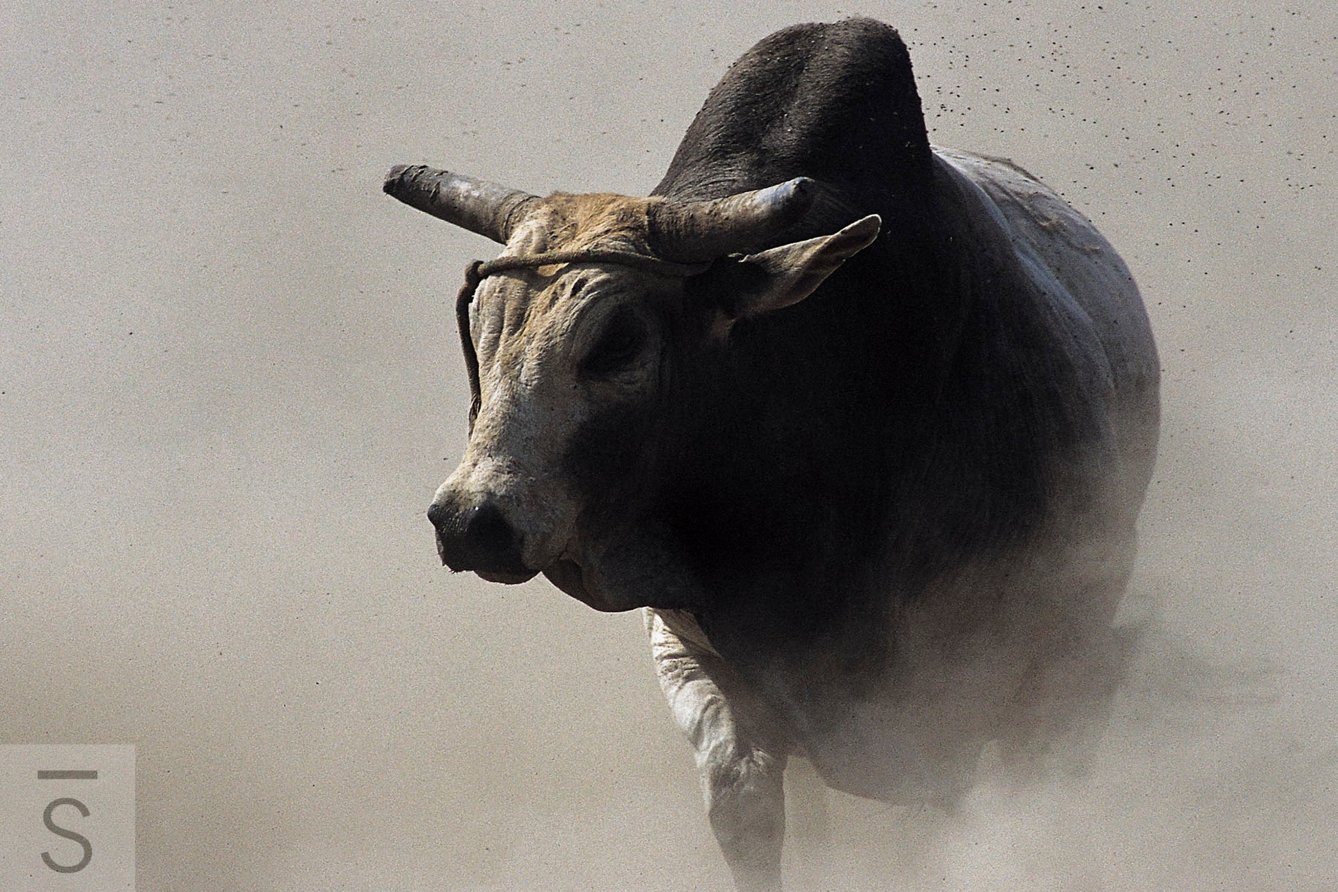 A bull emerges from the dust. Cowboy and western fine art photography by David Stoecklein.