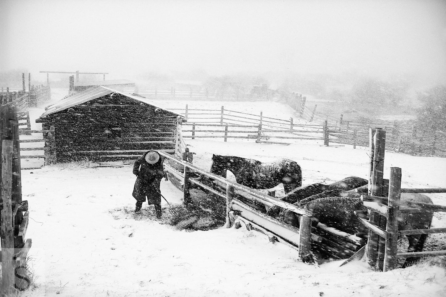 A cowboy tends to his horses during a blizzard. Western fine art photography by David Stoecklein.