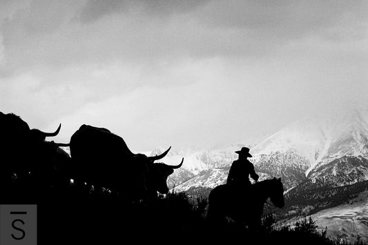 Bulls descend the mountain with their cowboy. Western fine art by David Stoecklein.