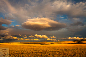 Storm Over Wheat Fields