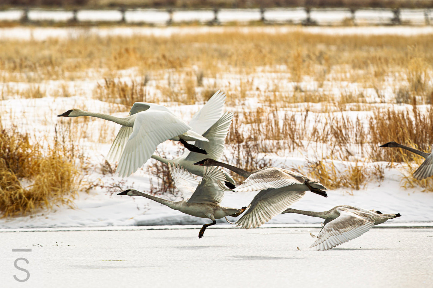 Taking Flight