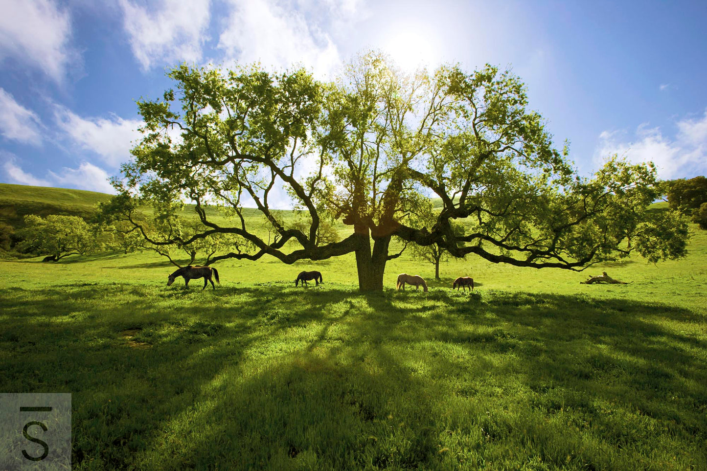 Under the Double Oak