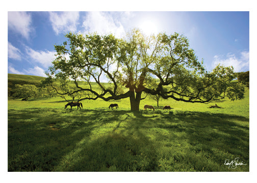 Under the Double Oak - Note Cards