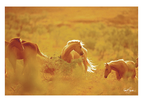 Wild horses note cards.